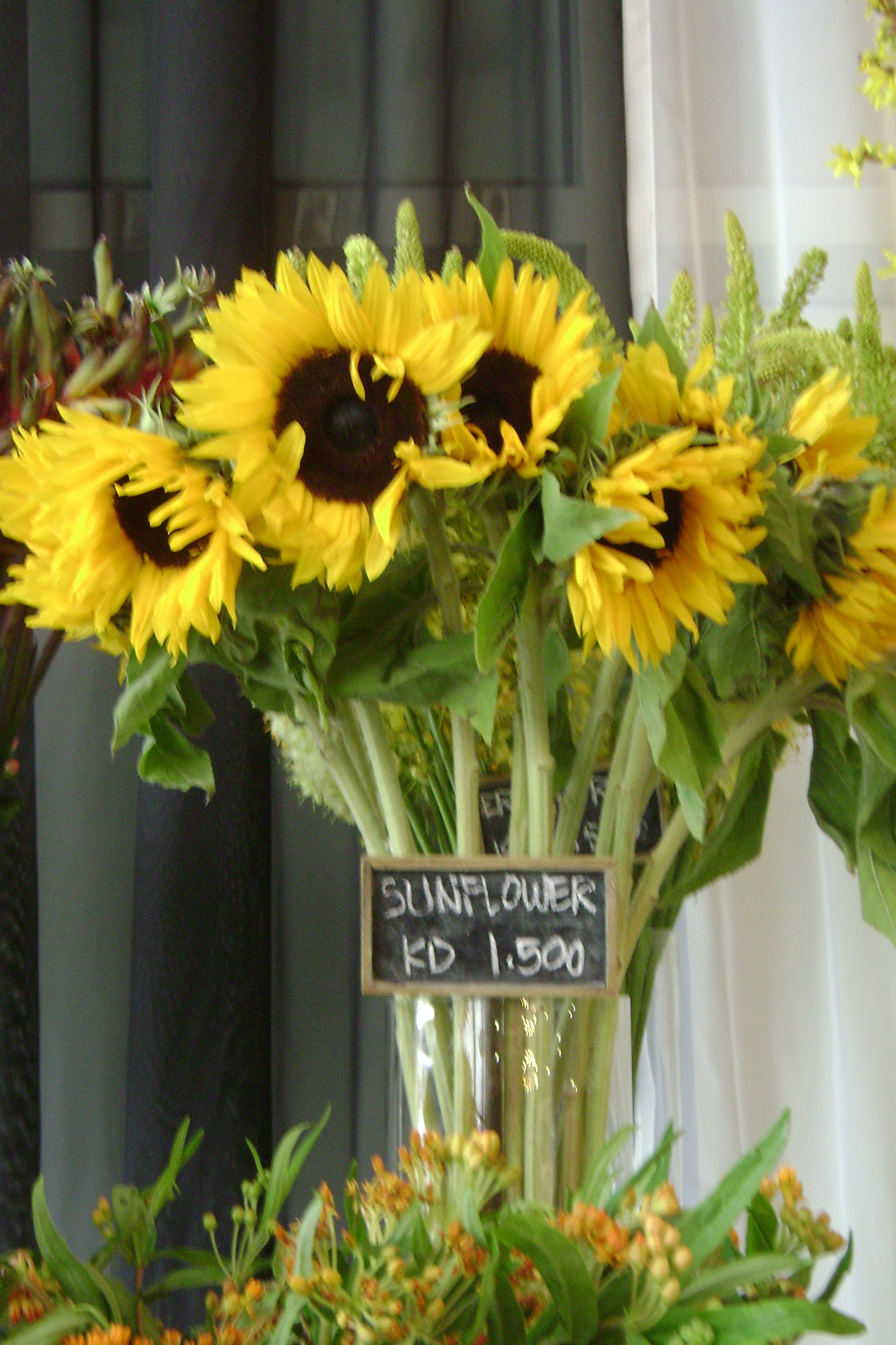 Sunflowers at Jane Packer