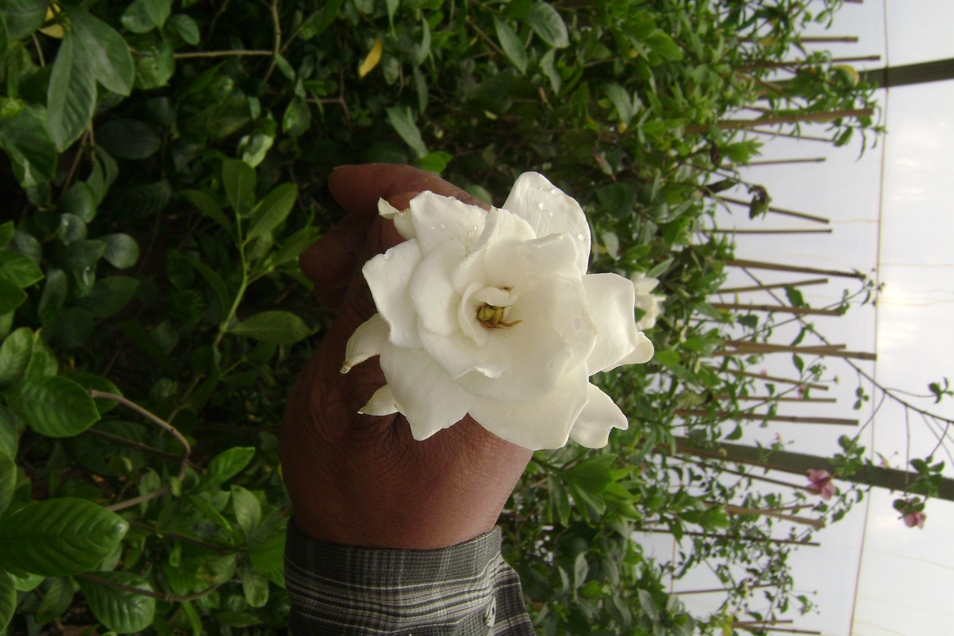 Gardenia and my lovely guides hand