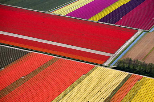 tulip fields